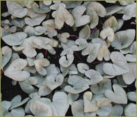 C.hederifolium 'Silver Cloud' image